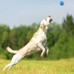 1 Stk. Lyra Pet® Ballschleuder Für Hunde Spielzeug 5 1 Stk. Lyra Pet® Ballschleuder Für Hunde Spielzeug -HundeSchmaus Verkäufe 30897692 3