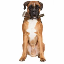 ANIMALLPARADISE Hirschgeweih Ganzes Hard, Ca. 18 Cm, Für Hunde + 20 Kg. -HundeSchmaus Verkäufe 52031765 3